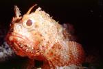 Scorpionfish (Scorpaena brasiliensis), Barbfish, Scorpaeniformes, Scorpaenidae, Venomous, Poisonous, AAAV04P13_03