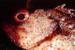Scorpionfish (Scorpaena brasiliensis), Barbfish, Scorpaeniformes, Scorpaenidae, Venomous, Poisonous