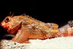 Scorpionfish (Scorpaena brasiliensis), Barbfish, Scorpaeniformes, Scorpaenidae, Venomous, Poisonous, AAAV04P13_07