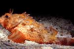 Scorpionfish (Scorpaena brasiliensis), Barbfish, Scorpaeniformes, Scorpaenidae, Venomous, Poisonous, AAAV04P13_08