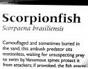 Scorpionfish (Scorpaena brasiliensis), Barbfish, Scorpaeniformes, Scorpaenidae, Venomous, Poisonous