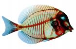Surgeonfish, Acanthuridae, photo-object, object, cut-out, cutout