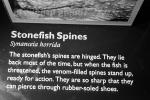 Deadly Stonefish, Reef Stonefish, (Synanceia verrucosa), Scorpaeniformes, Synanceiidae, venomous, scorpionfish, venemous, AAAV04P13_16