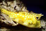 Longhorn cowfish, (Lactoria cornuta), Tetraodontiformes, Ostraciidae, boxfish, eyes, AAAV04P14_04