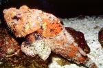 Deadly Stonefish, Reef Stonefish, (Synanceia verrucosa), Scorpaeniformes, Synanceiidae, venomous, scorpionfish, venemous, AAAV04P14_12