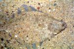 Starry Flounder, (Platichthys stellatus), Pleuronectiformes, Pleudoncctidae, flatfish, bottomfish, AAAV05P01_04
