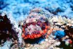 Deadly Stonefish, Reef Stonefish, (Synanceia verrucosa), Scorpaeniformes, Synanceiidae, venomous, scorpionfish, venemous, AAAV05P02_01