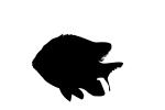 Garibaldi, Hypsypops rubicundus silhouette, Perciformes, Pomacentridae, logo, shape