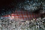 Longnosed hawkfish, (Oxycirrhites typus), Perciformes, Cirrhitidae, eyes, AAAV05P04_02
