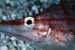 Longnosed hawkfish, (Oxycirrhites typus), Perciformes, Cirrhitidae, eyes, AAAV05P04_03