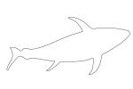 Tuna Fish Outline, line drawing, shape