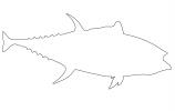 Tuna Outline, line drawing, shape, AAAV05P04_16O