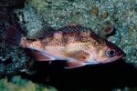 Rosey Rockfish, AAAV05P06_08