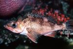Rosey Rockfish, AAAV05P06_10
