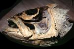 Fish head skeleton, skull, AAAV05P06_18