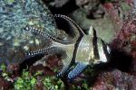 Banggai Cardinalfish, (Pterapogon kauderni), Perciformes, Apogonidae, endangered, AAAV05P06_19