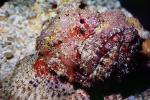 Deadly Stonefish, Reef Stonefish, (Synanceia verrucosa), Scorpaeniformes, Synanceiidae, venomous, scorpionfish, venemous, AAAV05P07_01