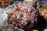 Deadly Stonefish, Reef Stonefish, (Synanceia verrucosa), Scorpaeniformes, Synanceiidae, venomous, scorpionfish, venemous, AAAV05P07_03
