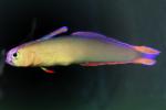 Purple Firefish, (Nemateleotris decora), Perciformes, Microdesmidae, Gobiidae, Goby, dartfish, AAAV05P08_06