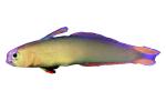 Purple Firefish, (Nemateleotris decora), Perciformes, Microdesmidae, Gobiidae, Goby, dartfish, photo-object, object, cut-out, cutout