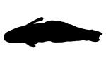 Purple Firefish silhouette, (Nemateleotris decora), Perciformes, Microdesmidae, Gobiidae, Goby, dartfish, shape, logo, AAAV05P08_06M