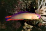 Purple Firefish, (Nemateleotris decora), Perciformes, Microdesmidae, Gobiidae, Goby, dartfish, AAAV05P08_07