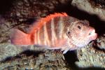 Rockfish, stripes, AAAV05P08_10
