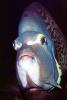 French Angelfish, (Pomacanthus paru), Perciformes, Pomacanthidae, eyes, AAAV05P08_15