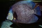 French Angelfish, (Pomacanthus paru), Perciformes, Pomacanthidae, AAAV05P08_16