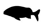 French Grunt silhouette, (Haemulon flavolineatum), Perciformes, Haemulidae, shape, logo, AAAV05P08_19M