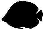 Four-eyed Butterflyfish silhouette, Chaetodon capistratus, Perciformes, Chaetodontidae, Foureye, logo, shape