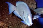 Atlantic blue tang surgeonfish, (Acanthurus coeruleus), Perciformes, Acanthuridae, AAAV05P09_02