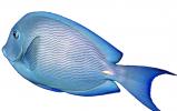 Atlantic blue tang surgeonfish, (Acanthurus coeruleus), Perciformes, Acanthuridae, photo-object, object, cut-out, cutout, AAAV05P09_03F