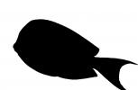 Atlantic blue tang surgeonfish silhouette, Acanthurus coeruleus, Perciformes, Acanthuridae, logo, shape, AAAV05P09_03M