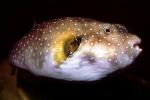 Pufferfish, AAAV05P09_06