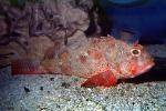 scorpianfish, AAAV05P09_07