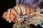 Lionfish, Scorpaeniformes, Scorpaenidae, scorpionfish, venemous, eyes, AAAV05P09_11