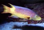 Spanish Hogfish, (Bodianus rufus), [Labridae], Wrasse, Perciformes