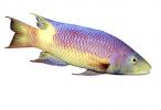 Spanish Hogfish, (Bodianus rufus), [Labridae], Wrasse, Perciformes, photo-object, object, cut-out, cutout, AAAV05P09_15F