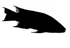 Spanish Hogfish silhouette, (Bodianus rufus), [Labridae], Wrasse, Perciformes, logo, shape