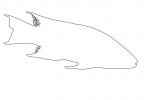 Spanish Hogfish outline, (Bodianus rufus), [Labridae], Wrasse, Perciformes, line drawing, shape, AAAV05P09_15O