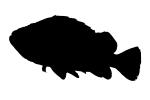 Rockfish silhouette, logo, shape, AAAV05P09_16M
