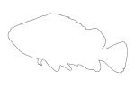 Rockfish Outline, line drawing, shape, AAAV05P09_16O