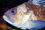 Rockfish, eyes, AAAV05P09_19