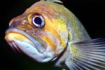 Vermilion rockfish, (Sebastes miniatus), Scorpaeniformes, Sebastidae, vermilion seaperch, red snapper, and red rock cod, eyes, AAAV05P10_03