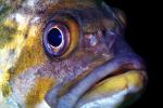 Vermilion rockfish, (Sebastes miniatus), Scorpaeniformes, Sebastidae, vermilion seaperch, red snapper, and red rock cod, eyes, AAAV05P10_04