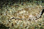 flatfish, flounder, AAAV05P10_06