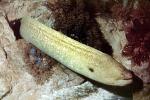 California Moray Eel, (Gymnothorax mordax), Anguilliformes, Muraenidae, AAAV05P10_14