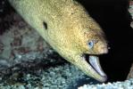 California Moray Eel, (Gymnothorax mordax), Anguilliformes, Muraenidae, AAAV05P10_15