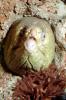 California Moray Eel, (Gymnothorax mordax), Anguilliformes, Muraenidae, AAAV05P10_17